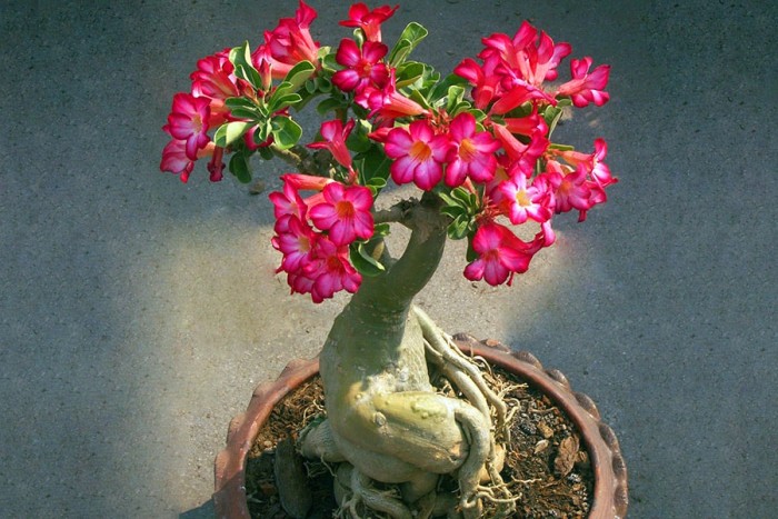 Adenium obesum, Desert rose flower