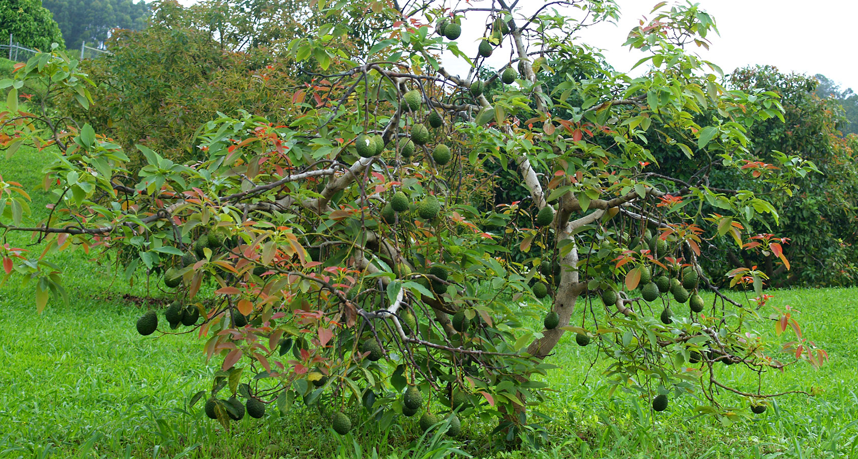 Avocado, Persea americana. Planted Tree with fruits