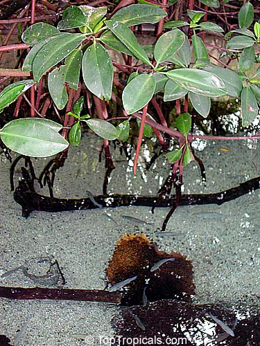 Mangrove Fish Tank