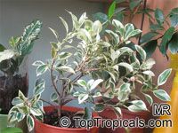 Ficus microcarpa, Ficus nitida, Ficus retusa, Chinese banyan, Indian Laurel Ficus microcarpa, Ficus nitida, Ficus retusa, Chinese banyan, Indian Laurel