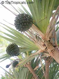 Pandanus tectorius, Pandanus spiralis Pandanus tectorius, Pandanus spiralis