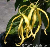 Cananga fruticosa, Cananga odorata var. Fruticosa, Cananga kirkii, Dwarf Ylang-Ylang, Dwarf Chanel #5 Tree
