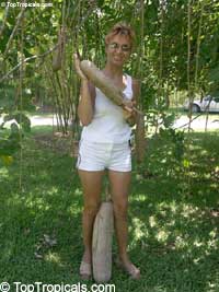 Kigelia pinnata - Sausage tree

Click to see full-size image