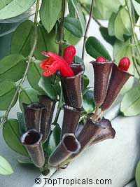 Aeschynanthus radicans - Lipstick Plant

Click to see full-size image