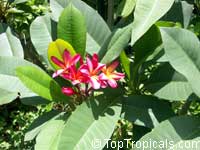Plumeria sp., Plumeria Plumeria sp., Plumeria