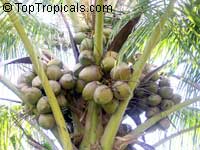 Cocos nucifera - Coconut palm

Click to see full-size image