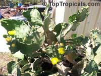 Opuntia phaeacantha, Opuntia engelmanii Opuntia phaeacantha, Opuntia engelmanii