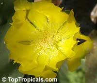 Opuntia phaeacantha, Opuntia engelmanii Opuntia phaeacantha, Opuntia engelmanii
