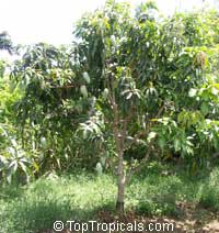 Mangifera indica Nam Doc Mai, Mango Nam Doc Mai
