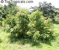Mangifera indica Carrie, Mango Carrie
