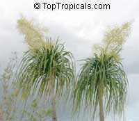 Beaucarnea recurvata, Nolina recurvata, Ponytail Palm, Pony Tail, Bottle Palm, Nolina, Elephant-foot Tree