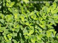 Satureja viminea, Costa Rican / Jamaican Mint Tree, Kama Sutra Menta Satureja viminea, Costa Rican / Jamaican Mint Tree, Kama Sutra Menta