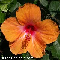 Hibiscus Orange Lagos, Hibiscus Orange Lagos Hibiscus Orange Lagos, Hibiscus Orange Lagos