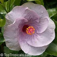 Hibiscus Kristen Coveny, Hibiscus Kristen Coveny