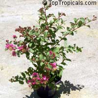 Lagerstroemia indica