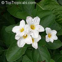 Cordia boissieri - White Geiger tree

Click to see full-size image