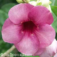 Allamanda Cherry Jubilee

Click to see full-size image