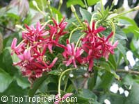 Quisqualis hybrid Thailand, Thai Double Flower Rangoon Creeper