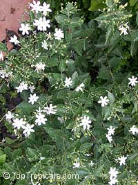 Jasminum molle, Jasminum auriculatum, Jasminum Molle, Indian Jui