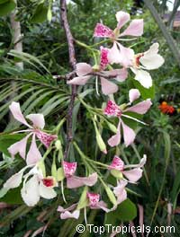 Bauhinia monandra, Orchid tree, Napoleon Bauhinia monandra, Orchid tree, Napoleon