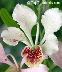 Bauhinia monandra, Orchid tree, Napoleon Bauhinia monandra, Orchid tree, Napoleon