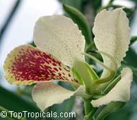 Bauhinia monandra, Orchid tree, Napoleon Bauhinia monandra, Orchid tree, Napoleon