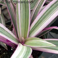 Tradescantia spathacea, Rhoeo spathacea, Tradescantia discolor, Boat lily, Rheo, Oyster plant, Moses-In-The-Boat