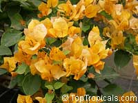 Bougainvillea California gold, Bougainvillea