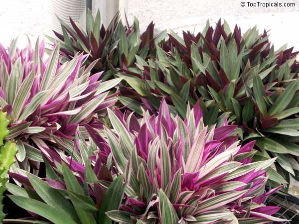 ... , Boat lily, Rheo, Oyster plant, Moses-In-The-Boat - TopTropicals.com