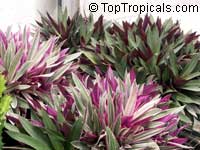 Tradescantia spathacea, Rhoeo spathacea, Tradescantia discolor, Boat lily, Rheo, Oyster plant, Moses-In-The-Boat