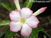 Adenium hybrid, Desert Rose, Impala Lily, Adenium hybrids Adenium hybrid, Desert Rose, Impala Lily, Adenium hybrids