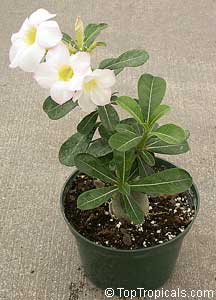Adenium hybrid, Desert Rose, Impala Lily, Adenium hybrids Adenium hybrid, Desert Rose, Impala Lily, Adenium hybrids