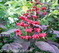 Clerodendrum paniculatum, Pagoda Flower, Orange Tower Flower, Clerodendron