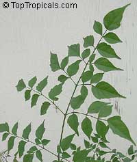 Millingtonia hortensis, Tree Jasmine, Indian Cork Tree, Maramalli, Tamil, Akash neem