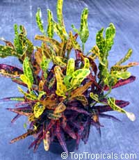 Codiaeum variegatum, Croton Codiaeum variegatum, Croton
