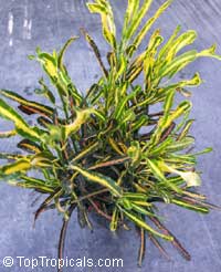 Codiaeum variegatum, Croton Codiaeum variegatum, Croton