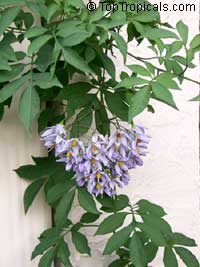 Solanum seaforthianum, Brazilian Nightshade, St. Vincent Lilac, Glycine, Italian Jasmine, Potato Creeper Solanum seaforthianum, Brazilian Nightshade, St. Vincent Lilac, Glycine, Italian Jasmine, Potato Creeper