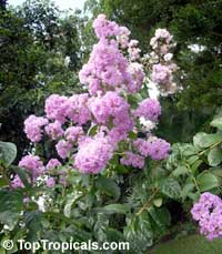 Lagerstroemia speciosa, Lagerstroemia flos reginae