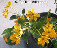 Gardenia tubifera Kula, Gardenia pfordii, Golden Gardenia, Kedah Gardenia Gardenia tubifera Kula, Gardenia pfordii, Golden Gardenia, Kedah Gardenia