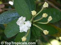 Brunfelsia plicata, Brunfelsia jamaicensis, Lady of the Night