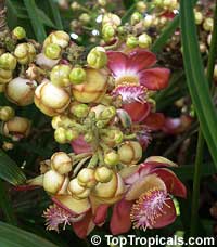Couroupita guianensis, Cannonball Tree Couroupita guianensis, Cannonball Tree
