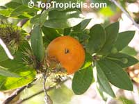 Rheedia aristata, Rheedia macrophylla, Cuban Mangosteen, Garcinia