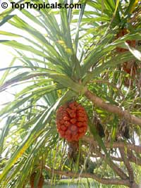 Pandanus odoratissimus, Pandanus fascicularis, Umbrella tree, Screw pine, Screw tree, Kewra, Kewda, Kewara
