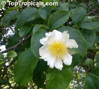 Oncoba spinosa, Snuff-box Tree, Fried Egg Tree