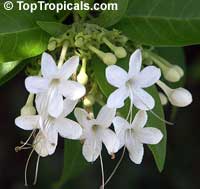 Clerodendrum heterophyllum, Tree of little stars, Clerodendron Clerodendrum heterophyllum, Tree of little stars, Clerodendron