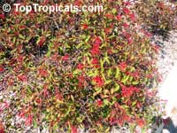 Hamelia patens