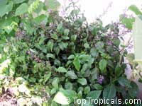 Plectranthus ecklonii, African flower Plectranthus ecklonii, African flower
