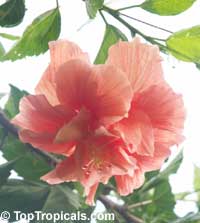 Hibiscus Jane Cowel, Hibiscus Jane Cowel Double peach