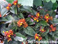 Chrysothemis pulchella, Copper Leaf Chrysothemis pulchella, Copper Leaf