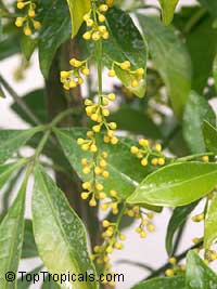 Aglaia odorata, Chinese Perfume Plant, Chinese Rice Flower, Mock Lemon Aglaia odorata, Chinese Perfume Plant, Chinese Rice Flower, Mock Lemon
